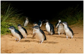 Penguins Parade